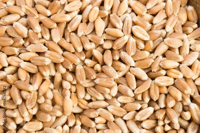 Wheat Whole(biji Gandom)n 50kg